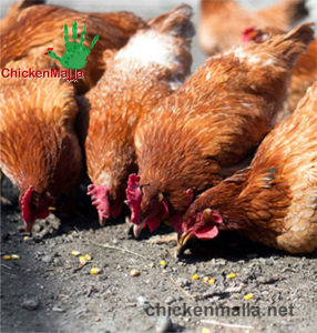Producción de gallinas.